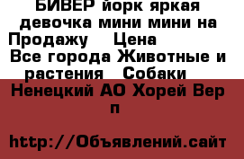 БИВЕР йорк яркая девочка мини мини на Продажу! › Цена ­ 45 000 - Все города Животные и растения » Собаки   . Ненецкий АО,Хорей-Вер п.